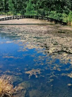 Aquasphere Pond Cleaners -Gardening Tools Shop 37425 002ed 1