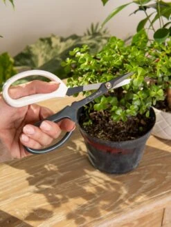 Japanese Pruning Scisssors -Gardening Tools Shop 3 4 crop 8612968 0092