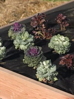 Easy-Plant Weed Block Mulch -Gardening Tools Shop 40356 219 tif