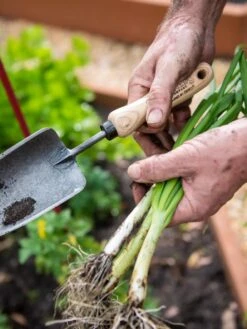 Gardener's Lifetime Trowel -Gardening Tools Shop 8586972 3286 tif