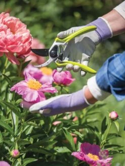 Gardener's Pro Pruner #2 -Gardening Tools Shop 8596605 1261 tif