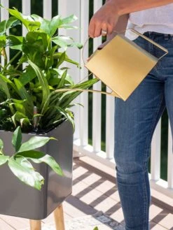 Precision Brass Watering Can -Gardening Tools Shop 8612691 0011