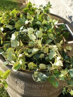 Round Rain Barrel With Planter, 35 Gallons -Gardening Tools Shop 8612856WALNT 03V tif