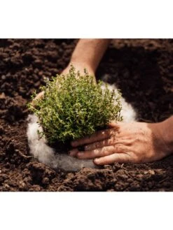 Hortiwool ®, 5 Pad Pack -Gardening Tools Shop 8613263 06v