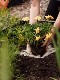 Hortiwool ®, Starter Garden Pad -Gardening Tools Shop 8613263 12v 1